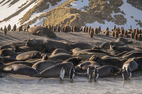 Antarctica-South Georgia Island-Gold Harbor King penguins and elephant seals